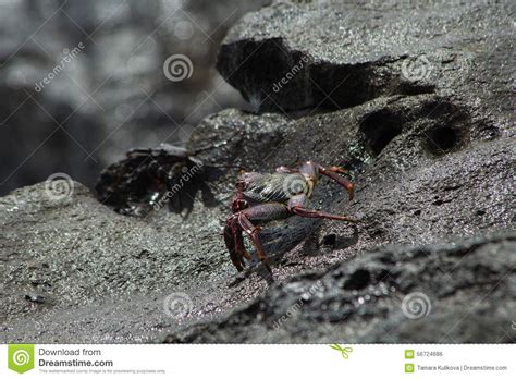 Atlantic Rock Crab Grapsus Adscensionis Stock Photo Image Of Sally