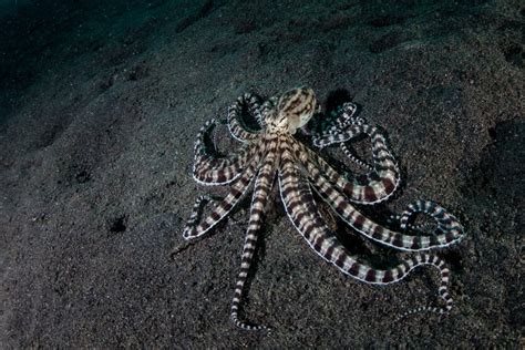 Incredible Types Of Octopus Names Photos Interesting Facts Outforia