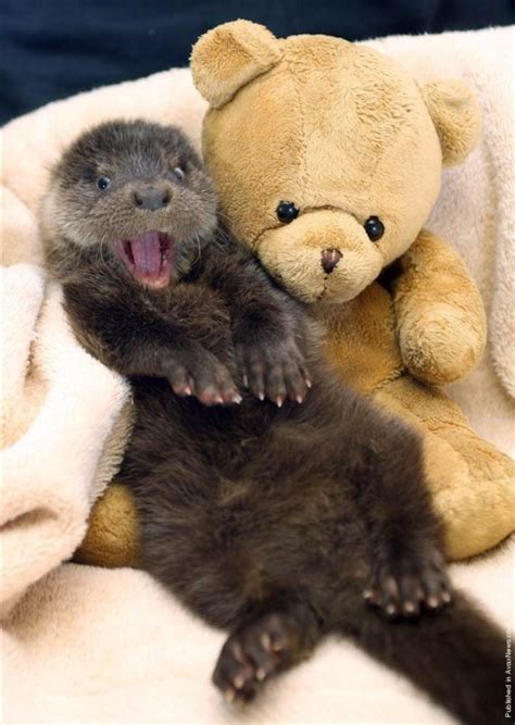 Otter Is Happy Teh Cute