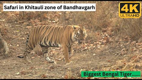 Tiger Country Safari In Khitauli Zone Of Bandhavgarh Tiger Reserve