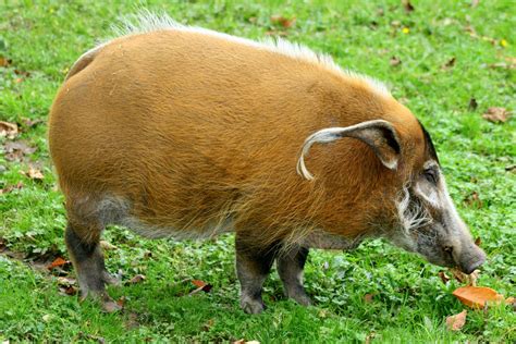 Pictures Of Red Hogs And Pigs Red River Hog Whipsnade 8th October