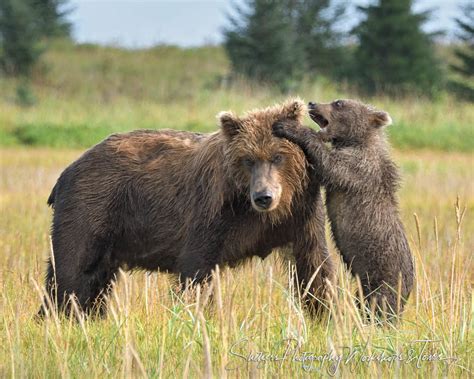 Grizzly Bear Sow And Young Bear Cub Play Shetzers Photography