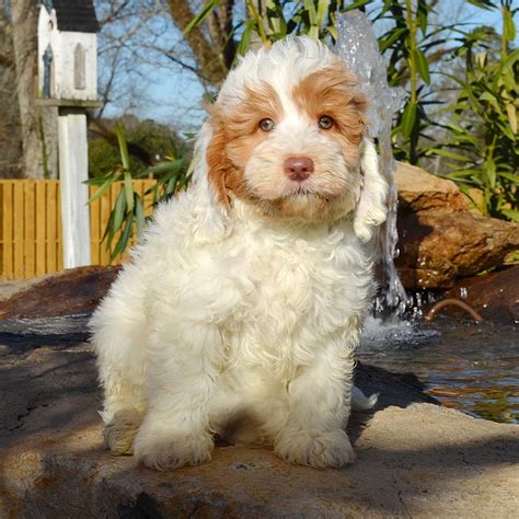 Take a look at barksdale labradoodles' current litters of labradoodle puppies for sale and find your new furry best friend today! Labradoodle Puppies for Sale | Barksdale Labradoodles