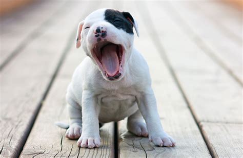 Why Does My Dog Keep Yawning And Sighing Expert Advice Keepingdog