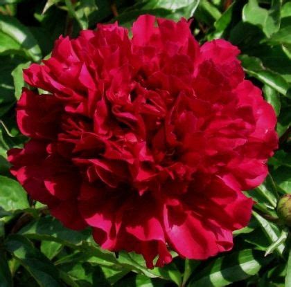The stems are strong and the flowers are well supported in normal growing conditions. Maestro | Peonies garden, Beautiful flowers, Peonies