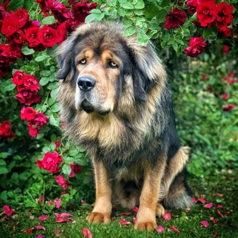 Caucasian Ovcharka Vs Tibetan Mastiff In Search For The Right Dog