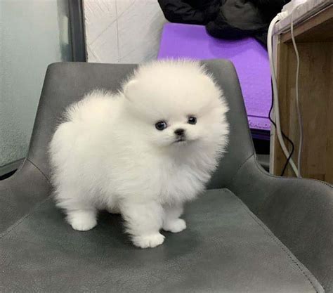 Pomeranian puppies for sale pomeranian dogs for adoption pomeranian breeders. Teacup Pomeranian Puppies Ready | Flake Ads, Free Ads ...
