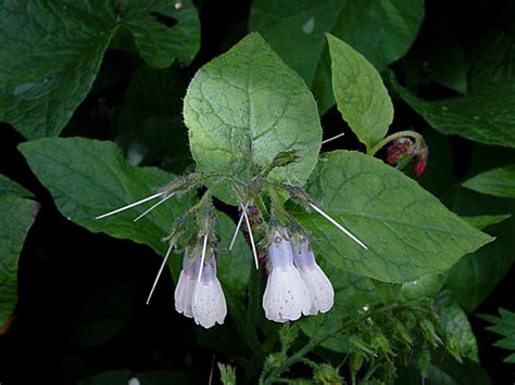 Photo of a comfrey plant with flowers. Comfrey 'Hidcote Blue'