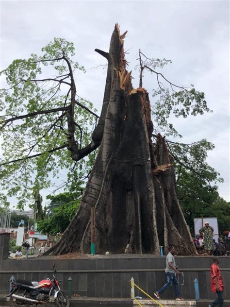 Sierra Leone To Preserve Fallen Historic Cotton Tree As Cultural Legacy