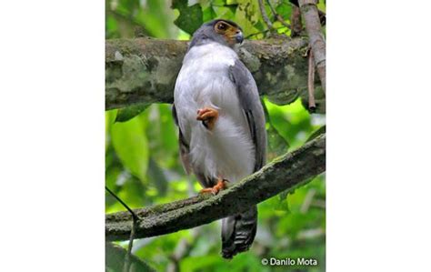 Slaty Backed Forest Falcon Alchetron The Free Social Encyclopedia