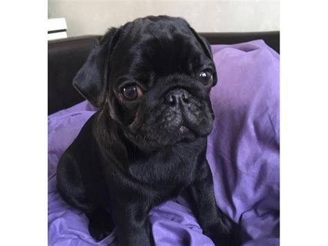 Stunning Solid Black Female Pug Puppy For Sale Sacramento Puppies For