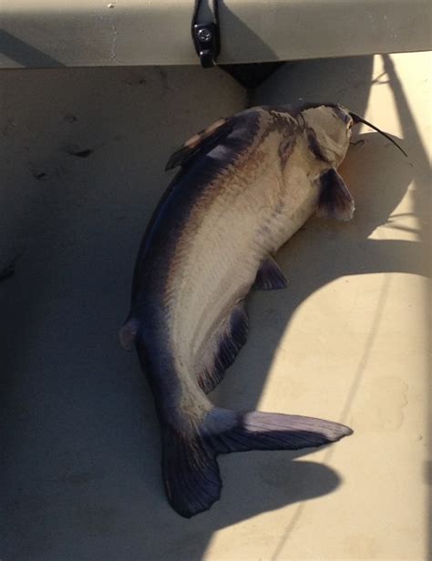 Blue Catfish On The Potomac Riveraugies Adventures