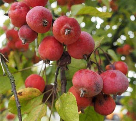 Price includes $0.25/plant propagation royalty. Can You Eat Crab Apples? Yes! Go Ahead And Take A Bite!