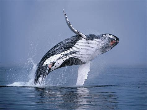 Humpback Whale Breaching Humpback Whale Whale Animals Of The World