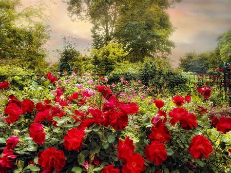 Red Rose Garden Photograph Rose Garden Design Red Roses Garden