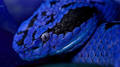Wallpaper Snake Blue Danger Eyes Animals 10155