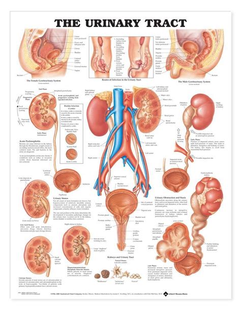 To draw the human torso, understand the shape of the torso, and learn the major muscle groups, their origin and insertion points, then practice we are focusing solely on muscles we absolutely need to know to draw the torso well. The Urinary Tract System Chart - MedWest Medical Supplies