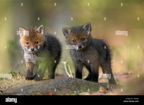 European Red Fox Germany Stock Photo Alamy