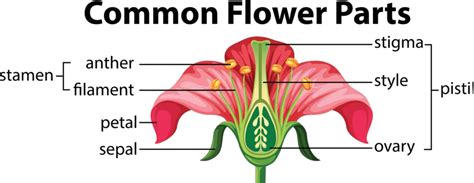 A Common Flower Parts Image Background Common Vector Image Background
