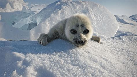 Cute Baby Fur Seal Crawls Over Ice Lexnau