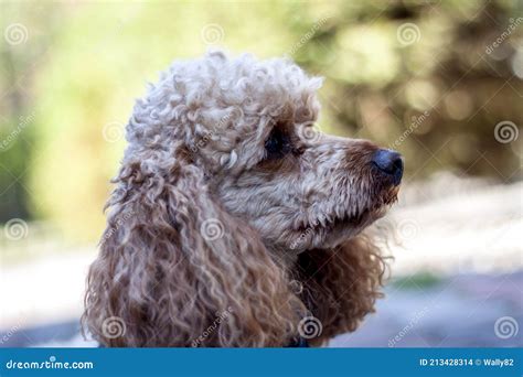 Medium Apricot Colored Poodle Wearing A Blue Harness Stock Photo