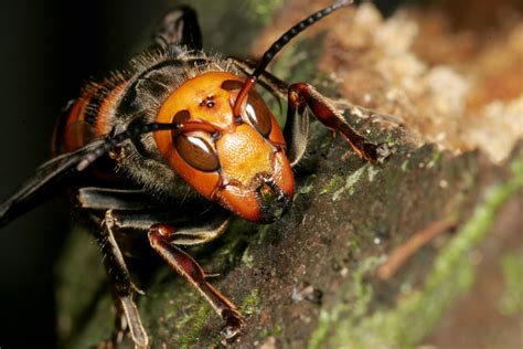 Asian Hornets Are Heading To The Uk Warn Experts Having Killed In France Metro News