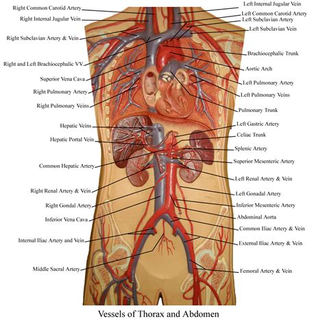 The circulatory system is composed of two parts: Blood Vessels Labeled : Cat Vessels Image Gallery
