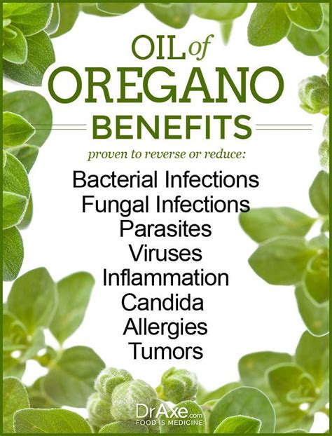 Health Benefits Linked To Oregano Oil Herbal Medicine Herbalism