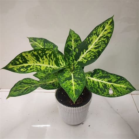 How To Grow And Care For The Dumb Cane Dieffenbachia Nurserybuy