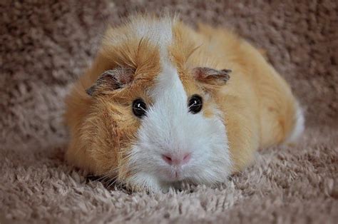 13 Guinea Pig Coat Colors And Patterns With Pictures Pet Keen