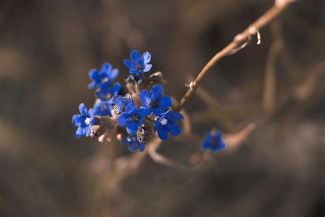 Macro Photography Of Blue Petaled Flower · Free Stock Photo