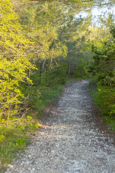 Narrow Forest Path Leads Through Mixed Forest Stock Photo Image Of