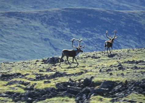 Due to this angle, the northern and southern hemispheres are tilted away from the. Steese National Conservation Area | A half day's drive ...