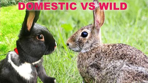 The Difference Between Wild And Domestic Rabbits Youtube