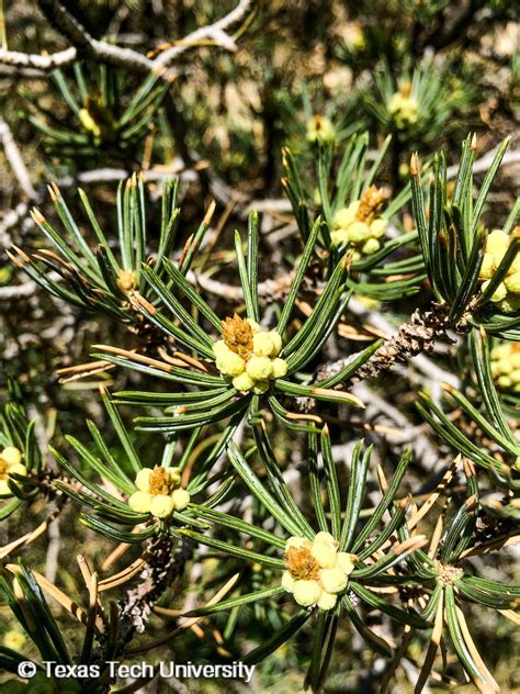 Pinyon Pine Woody Plant Finder Comprehensive Landscape Plant Directory Plant Finders