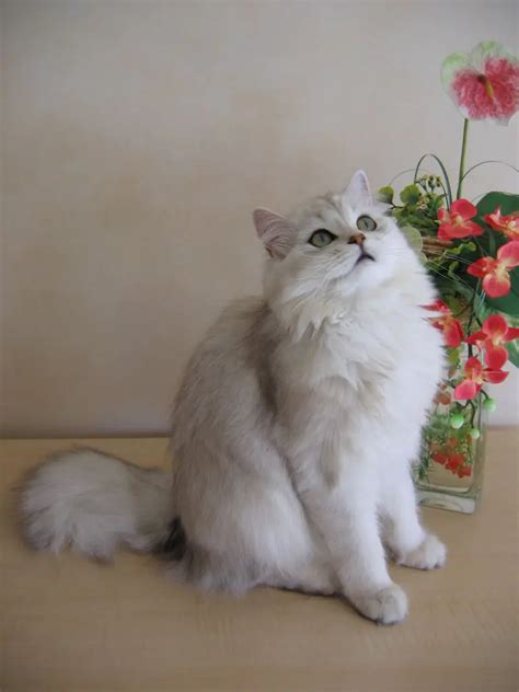British Longhair Cat Characteristics And Character Cat Breeds