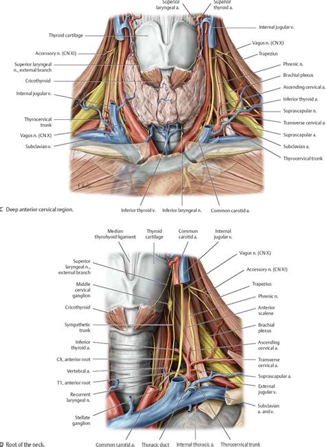 This article describes the anatomy of the head and neck of the human body, including the brain, bones, muscles, blood vessels, nerves, glands, nose, mouth, teeth, tongue, and throat. Neck - Atlas of Anatomy