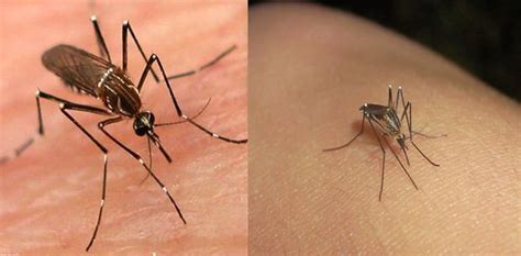 Cómo Identificar El Mosquito De Dengue