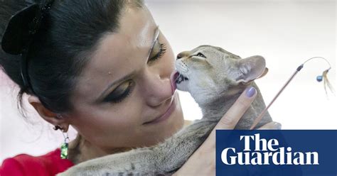 Bucharest International Feline Beauty Contest In Pictures Life And