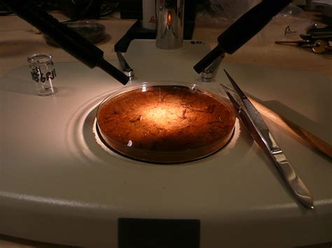 Carbon 14 dating remains to be a powerful, dependable and widely applicable technique that is invaluable to archaeologists and other scientists. Science information portal: Radio Carbon dating