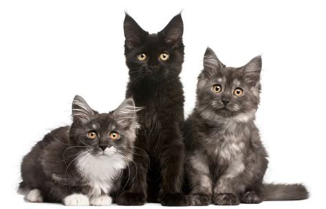 Cat names generator for your lovely cat. Can I Haz Coagulopathy?