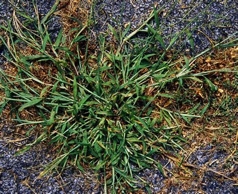 Crabgrass is also light green and its stem joints are in contact with the soil. Learn the Difference Between Quackgrass and Crabgrass