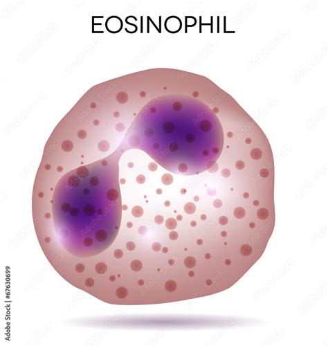 Human White Blood Cell Eosinophil Stock Vektorgrafik Adobe Stock