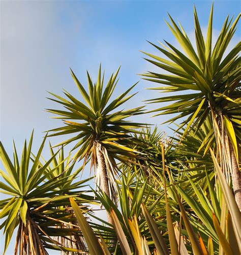 Top tips for gardening in june. 7 Yucca Plant Care Tips That'll Make Your Greenery Thrive