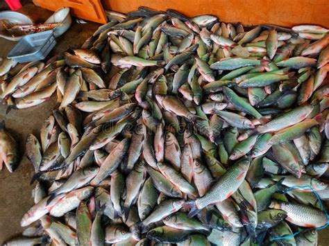 Pile Of Bumper Harvest Of Catla Rohu Carp Fish After Farming And Sale