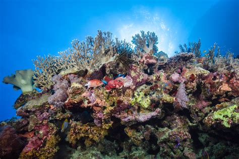Arrecifes De Coral Diez Datos Sobre La Diversidad Y Fragilidad De Los Arrecifes De Coral