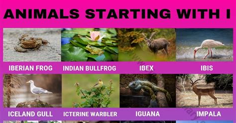 Animals that Start with I: 24 Interesting Animals Starting with I