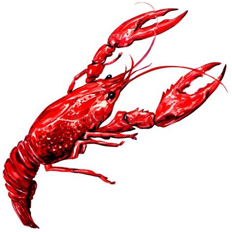 Red Crayfish Vector Illustration Isolated On White Background Crawfish