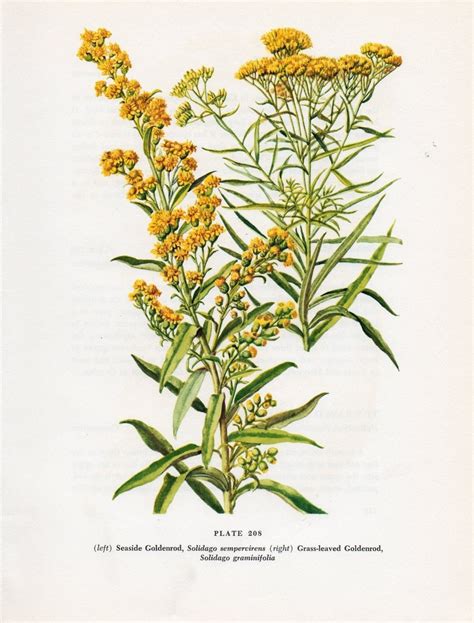 Vintage Botanical Wildflower Print Seaside Goldenrod Plate