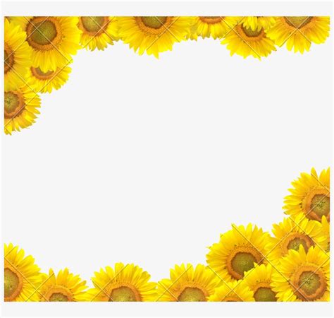 Sunflower Clipart Boarder Sunflower Design Border Clipart X